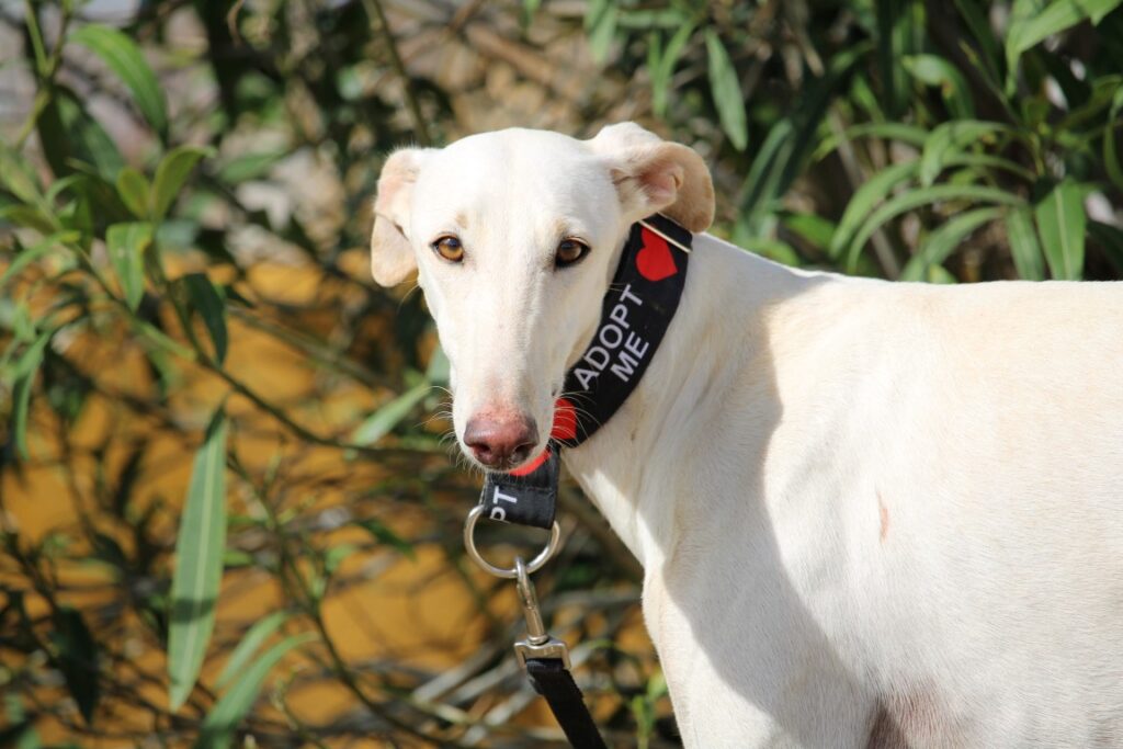 Soledad (F) Refuge de Carmona