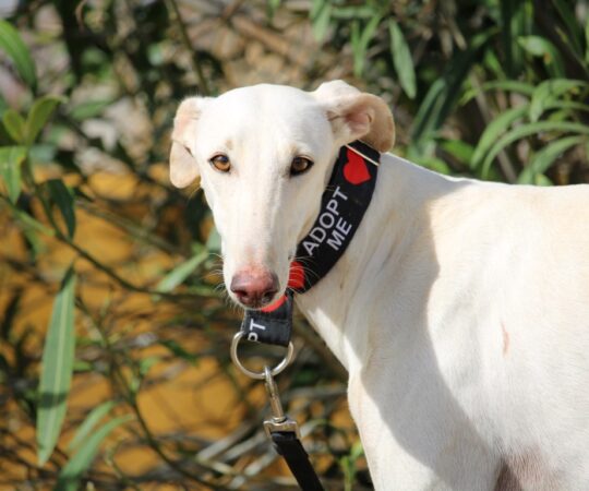 Soledad (F) Refuge de Carmona.