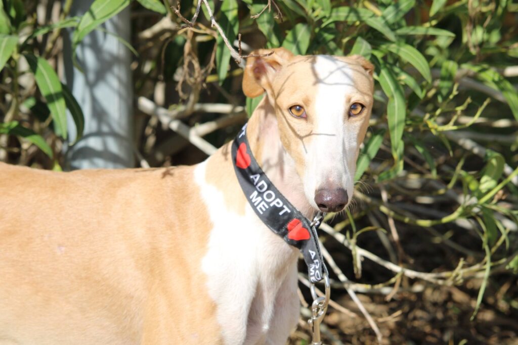 Soprana (F) Refuge de Carmona adoptée