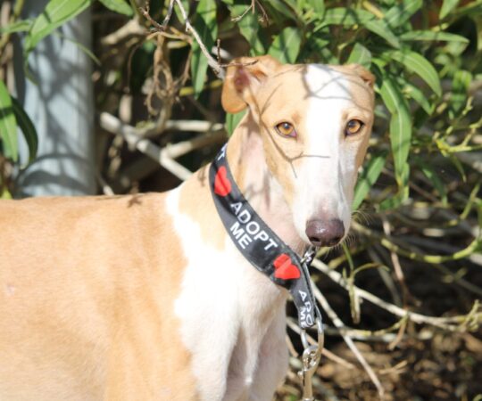 Soprana (F) Refuge de Carmona adoptée