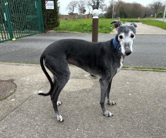 Tabata (F) Senior/ Déjà en France en accueil dans le 44