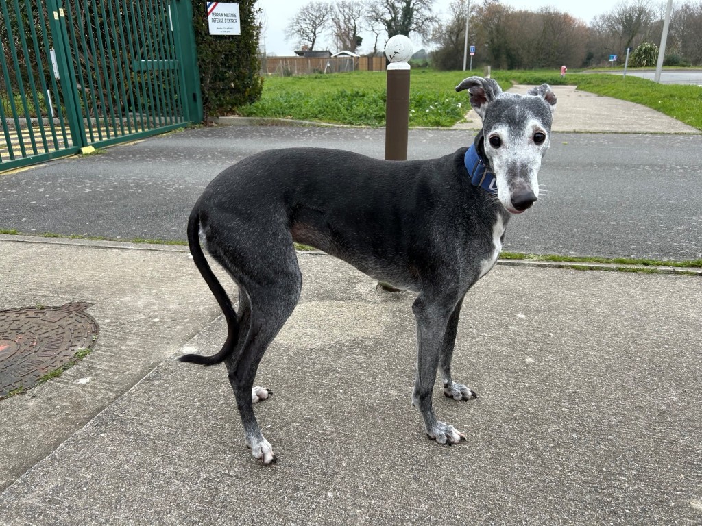 Tabata (F) Senior/ Déjà en France en accueil dans le 44