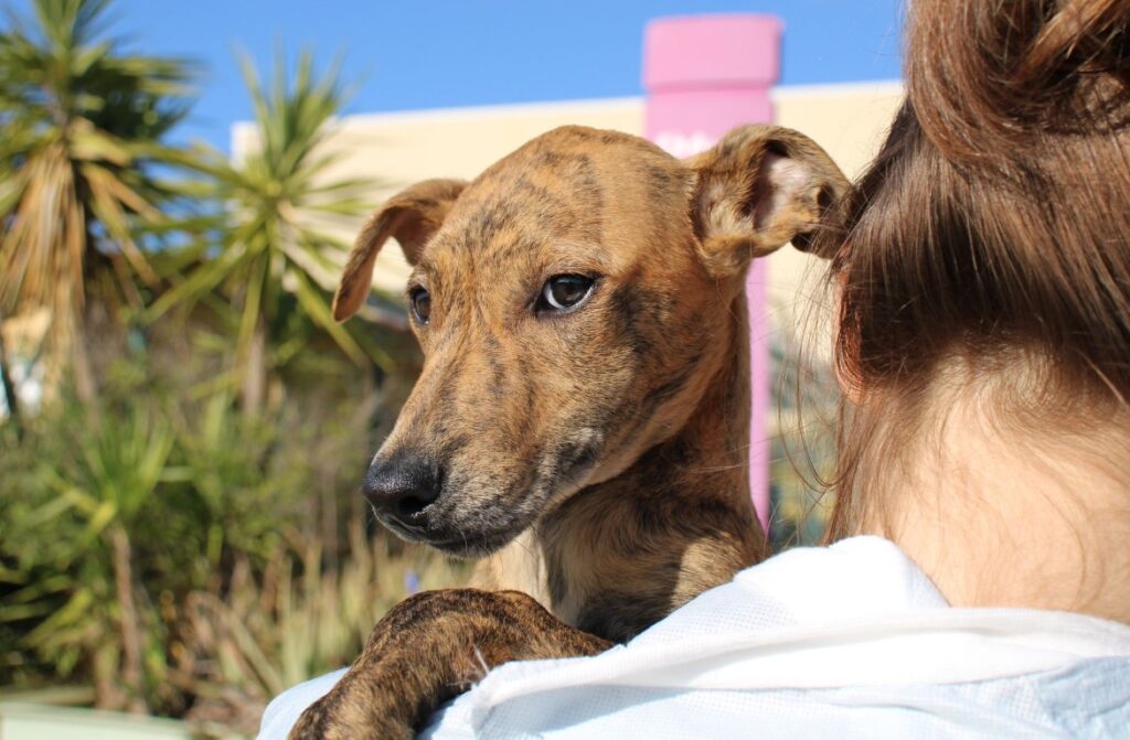 Watson (M) Chiot / Refuge de la FBM Adopté