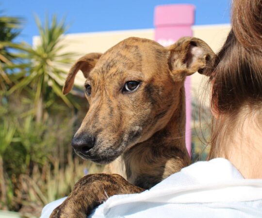 Watson (M) Chiot / Refuge de la FBM Adopté