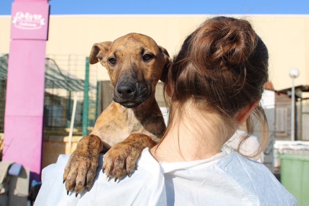 Woof (M) Chiot / Refuge de la FBM