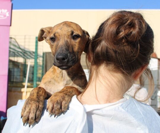Woof (M) Chiot / Refuge de la FBM