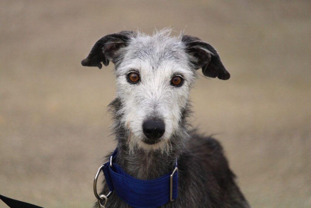 Abby (F) Refuge de la FBM