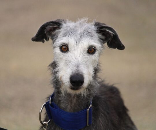 Abby (F) Refuge de la FBM Adoptée