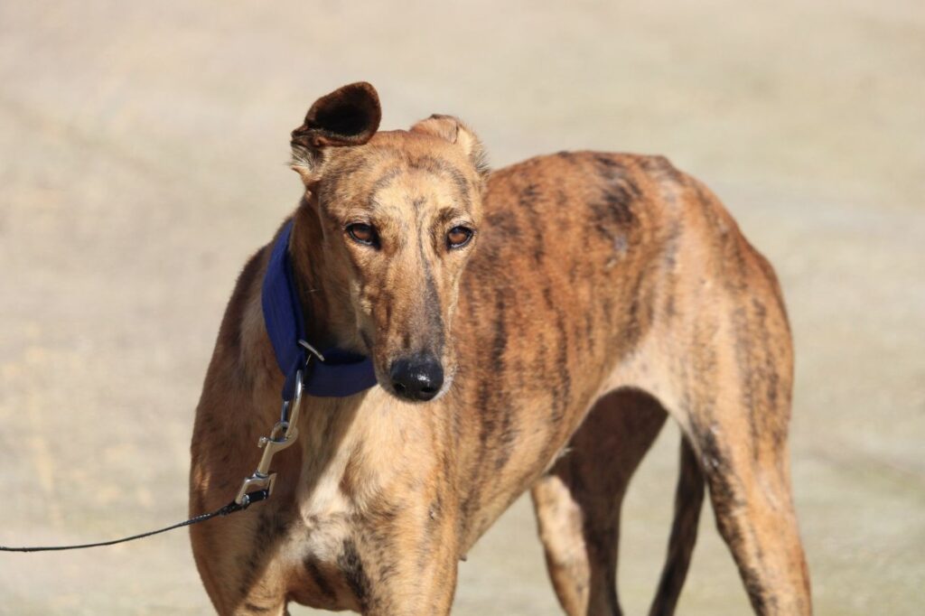 Aixa (F) Refuge de la FBM