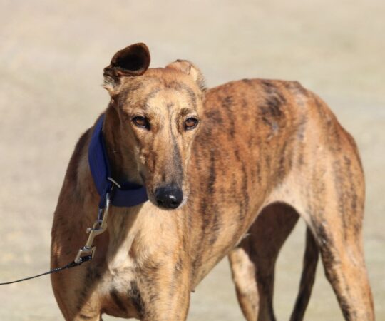 Aixa (F) Refuge de la FBM