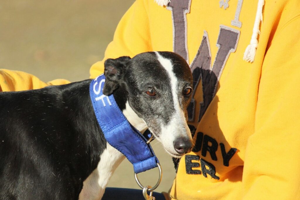 Alma (F) Refuge de la FBM