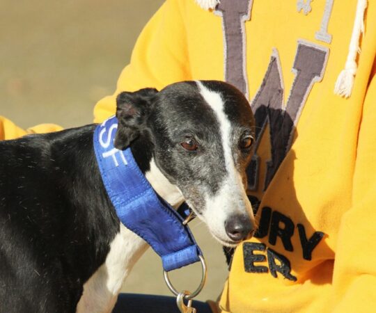 Alma (F) Refuge de la FBM