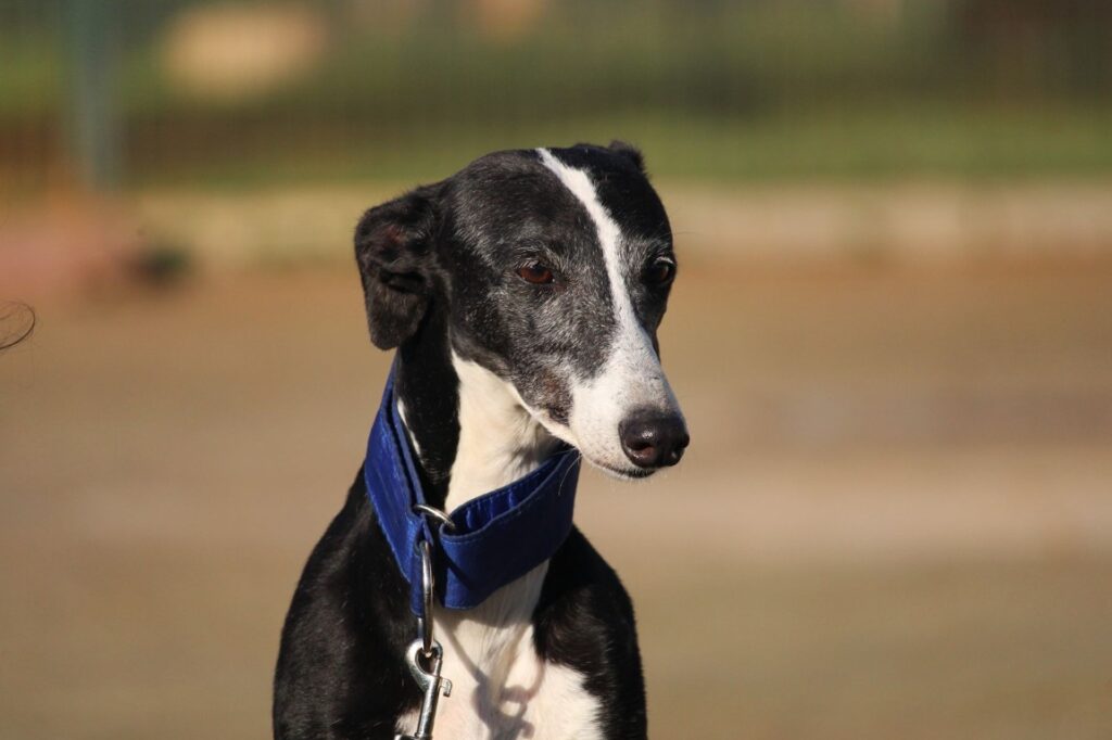 Alma (F) Refuge de la FBM