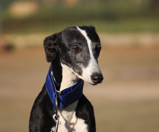 Alma (F) Refuge de la FBM