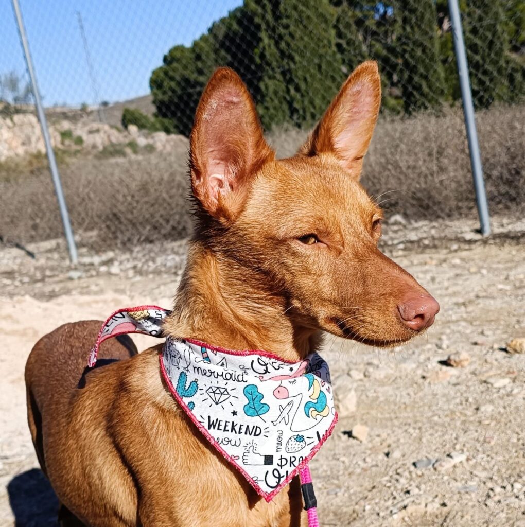 BELLA (F) Pod / Refuge d&rsquo; Abyda