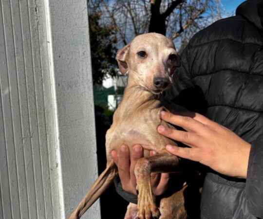 Bellisima (F) Senior / PLI / Refuge de Carmona Adoptée