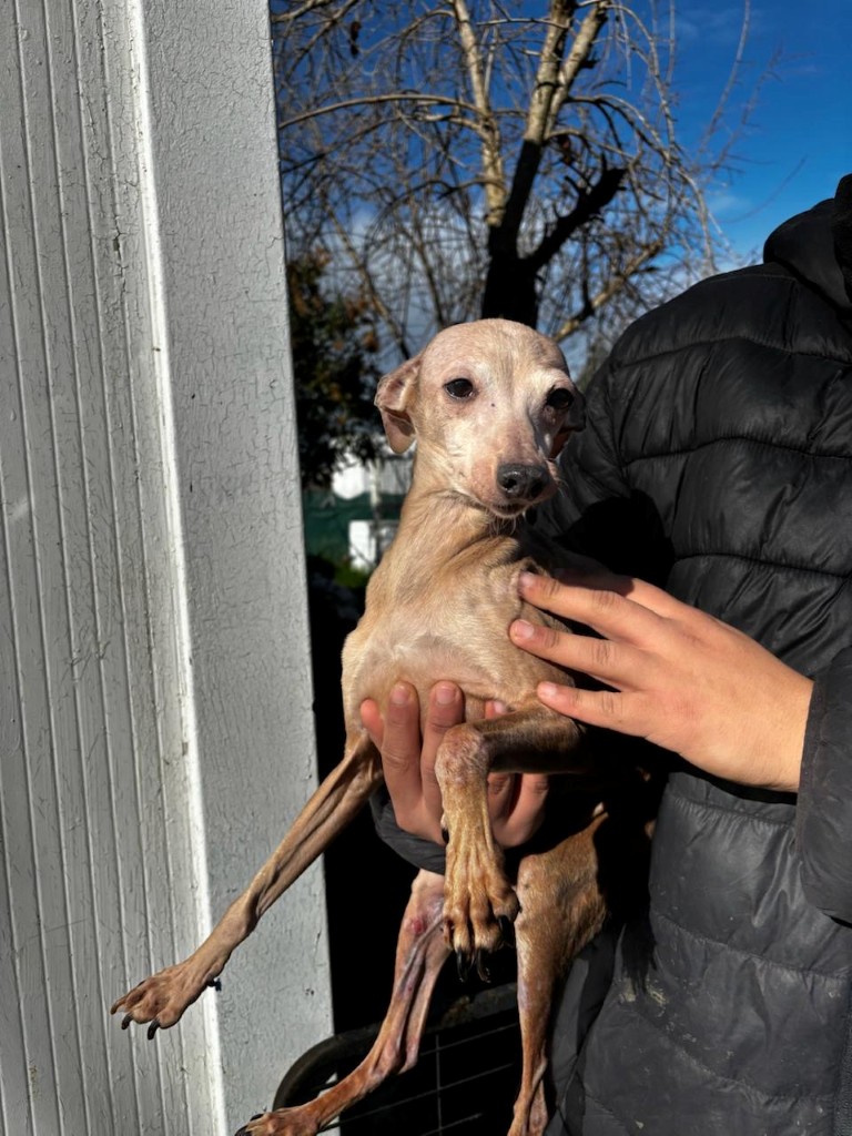Bellisima (F) Senior / PLI / Refuge de Carmona (dossier encours)