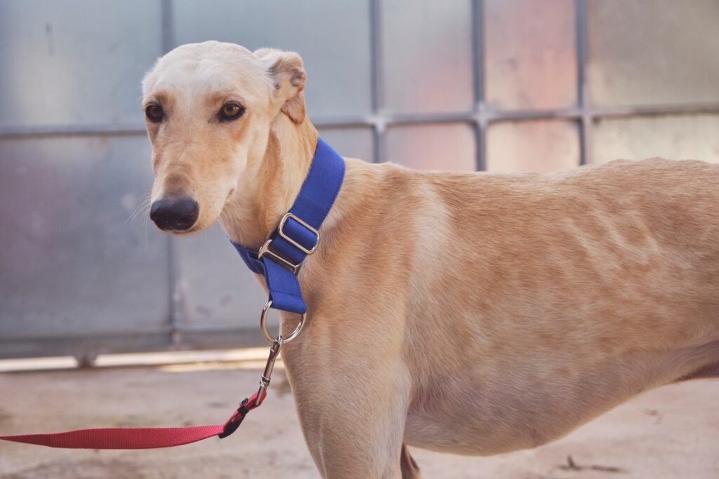 Boop (M) Refuge de Tobarra