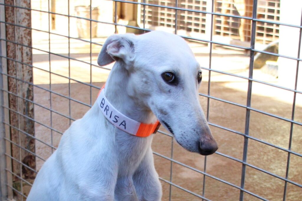 Brisa (F) Refuge de la FBM