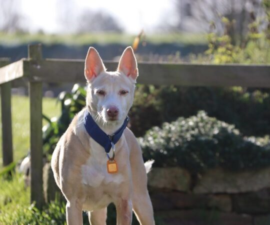 Chimo (M) Pod Senior / Déjà en France en accueil dans le 44