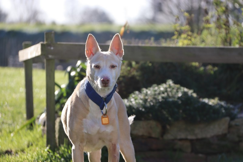 Chimo (M) Pod Senior / Déjà en France en accueil dans le 44