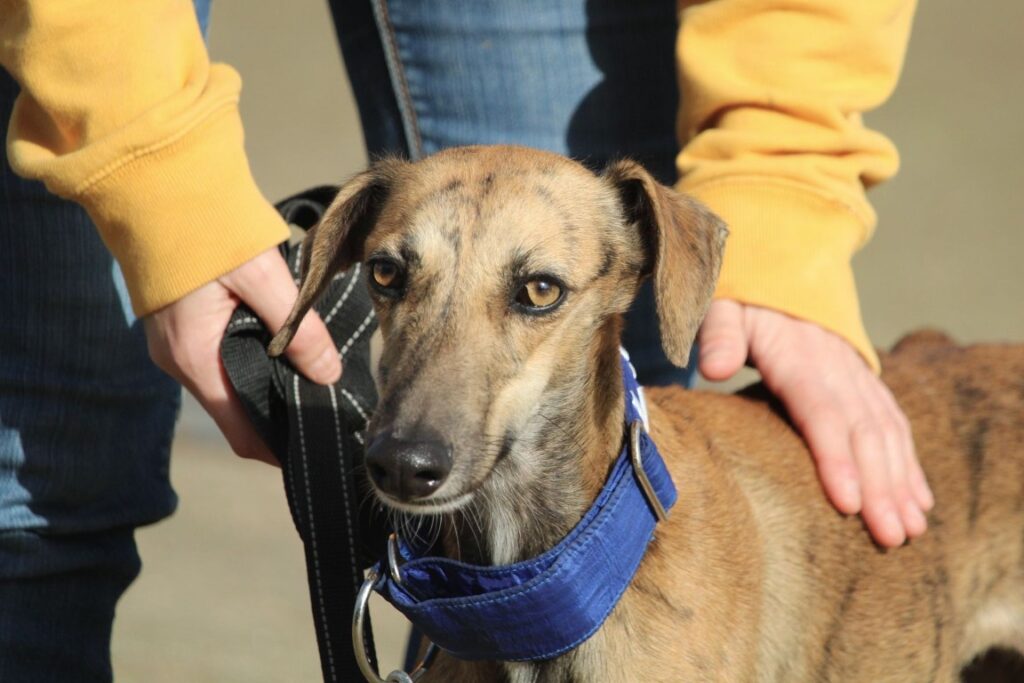 Coqueta (F) Refuge de la FBM