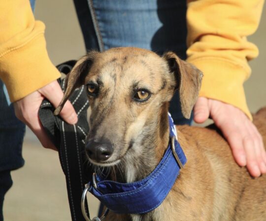 Coqueta (F) Refuge de la FBM