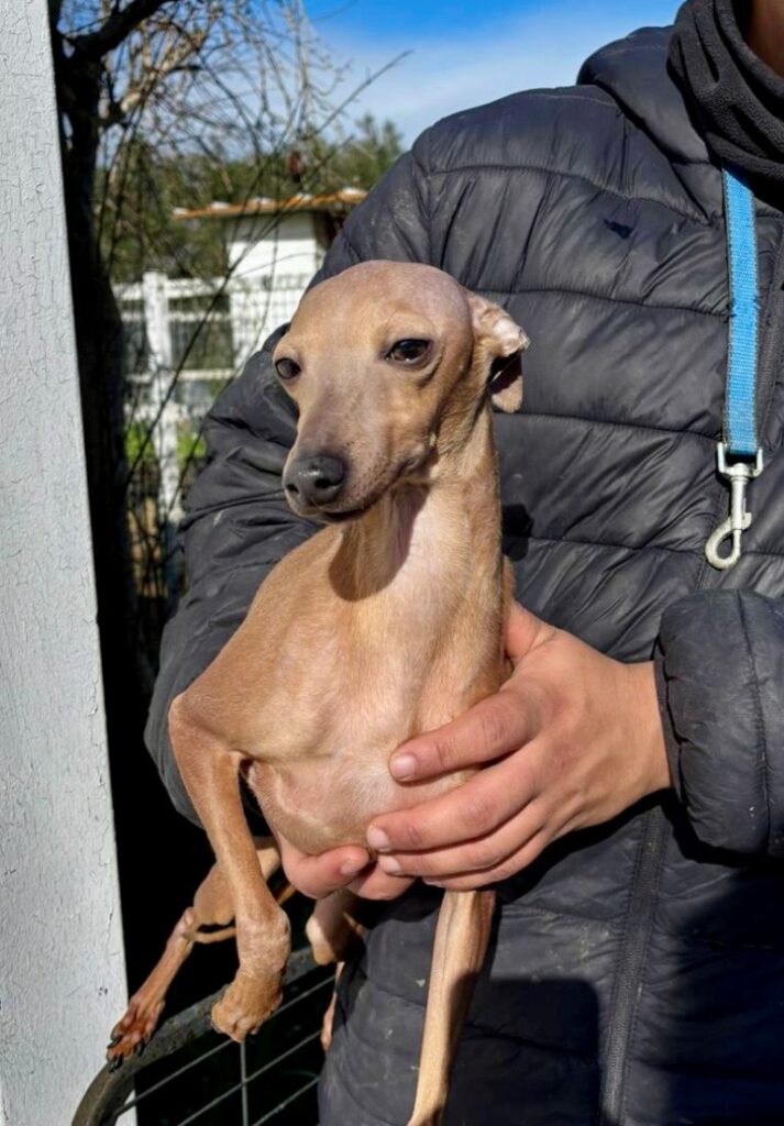 Diva (F) PLI / Refuge de Carmona (Dossier en cours)