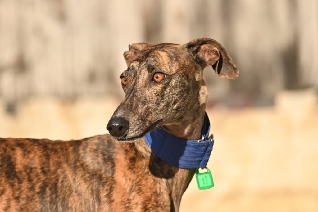 Dora (F) Déjà en France en accueil dans le 59