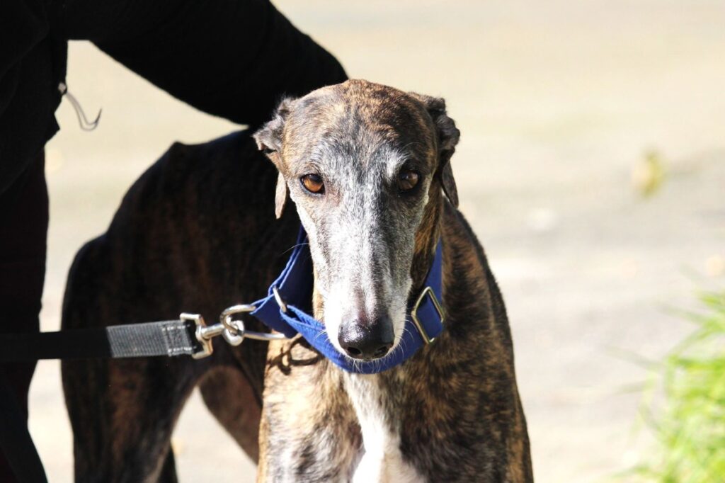 Estela (F) Refuge de la FBM