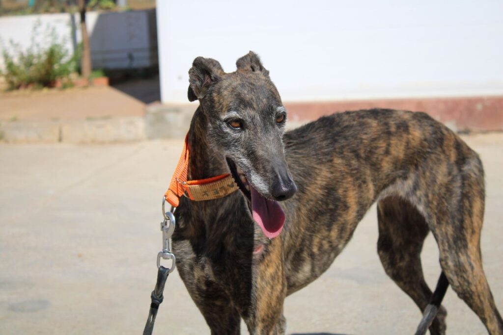 Kaley (F) Déjà en France en accueil dans le 33