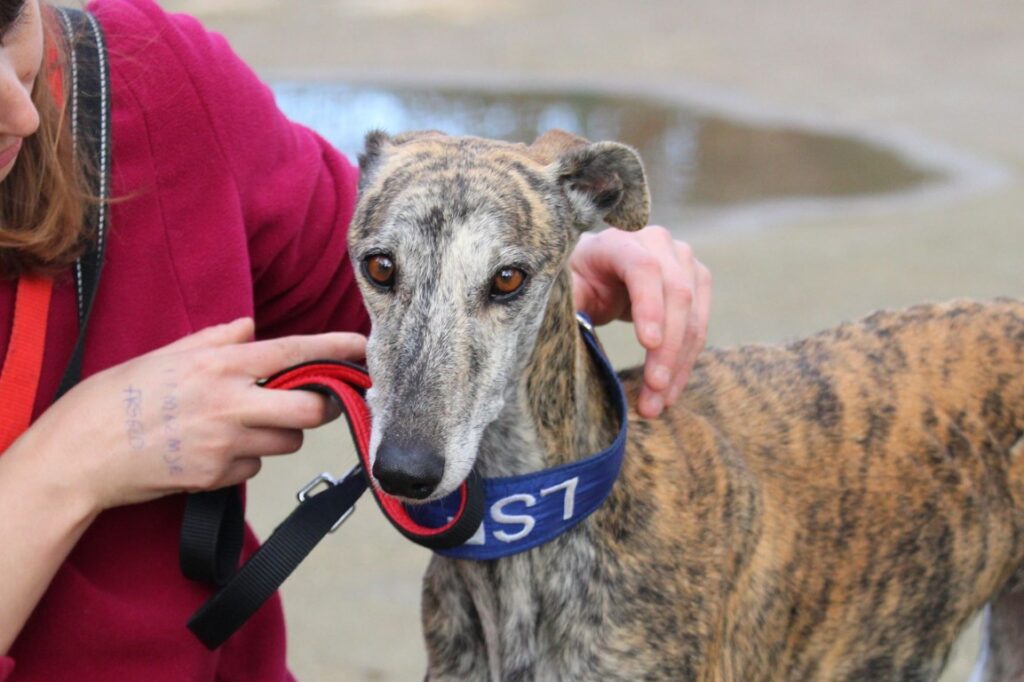 Laia (F) Refuge de la FBM