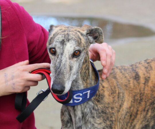 Laia (F) Refuge de la FBM Adoptée