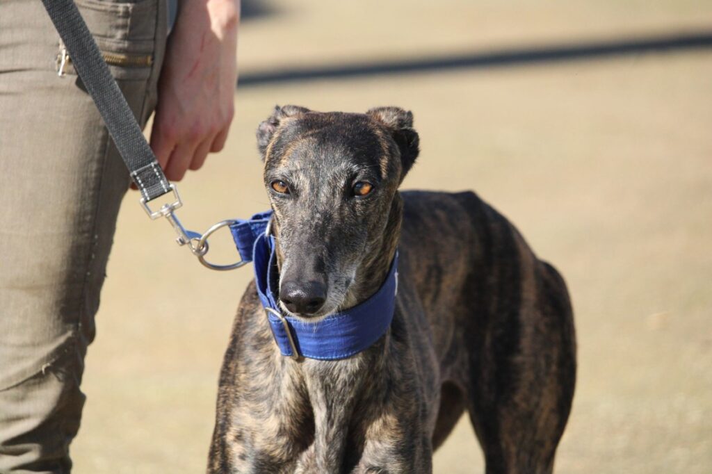 Lenna (F) Refuge de la FBM