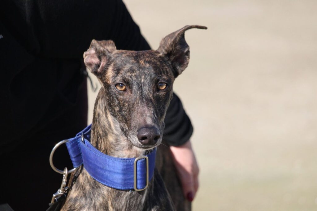 Lolita (F) Refuge de la FBM