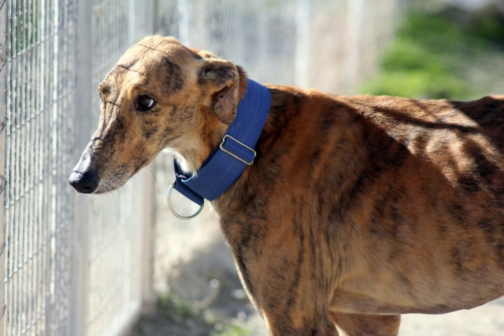 Lucas (M) Refuge d&rsquo;Ecija