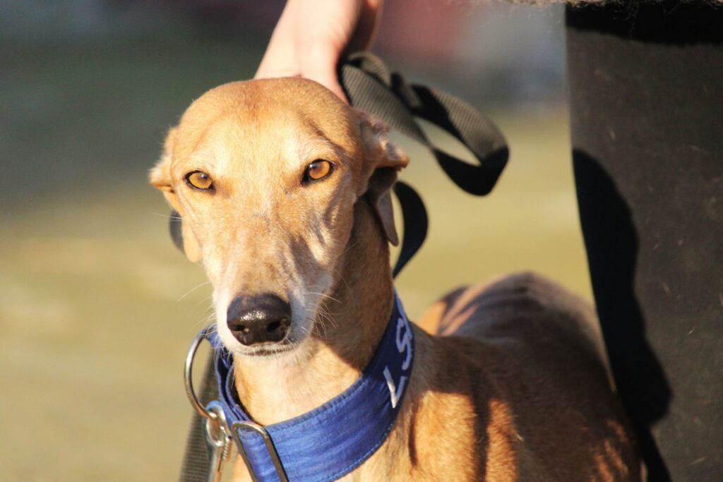 Luna (F) Refuge de la FBM