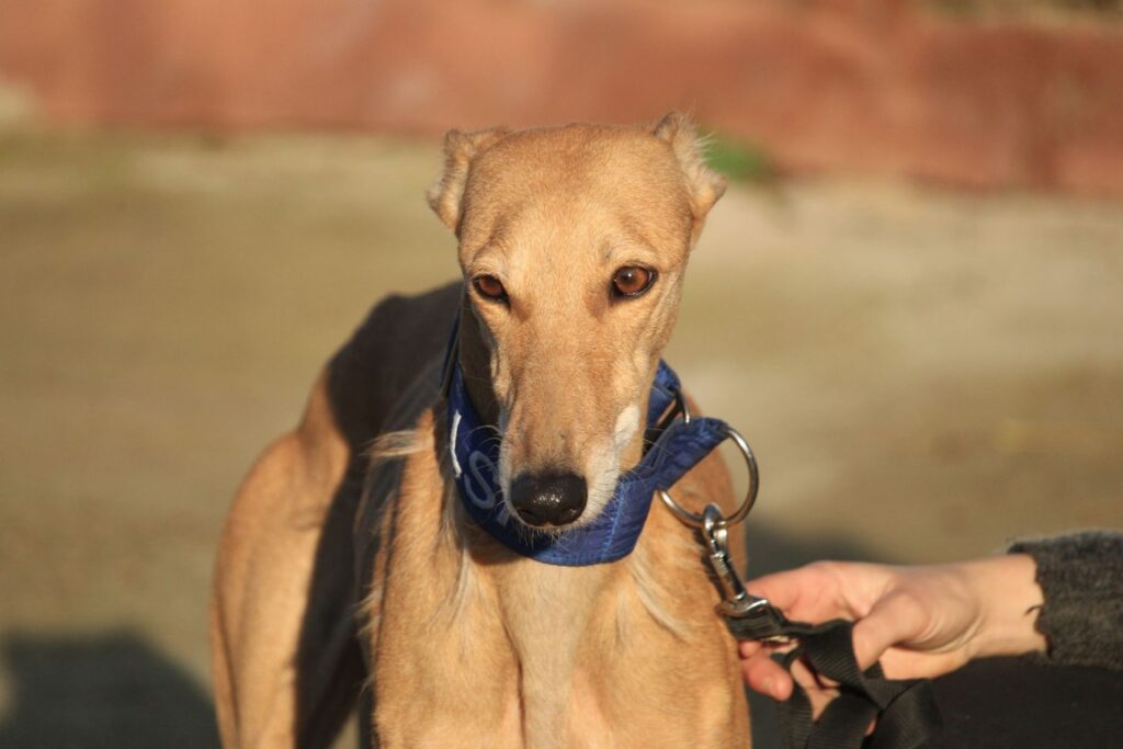 Macarena (F) Refuge de la FBM