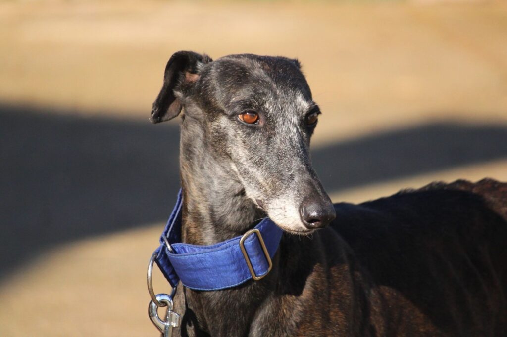 Magda (F) Jeunior  Refuge de la FBM