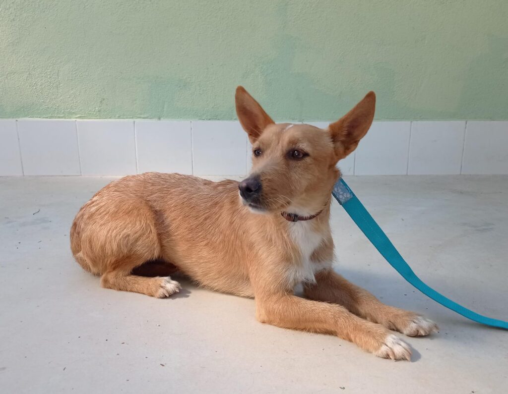 MANGO (M) / Podenco / Abyda