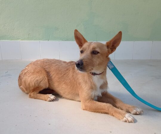 MANGO (M) / Pod / Abyda Adopté