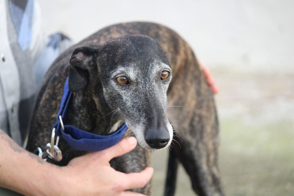 Mapi (F) Refuge de la FBM