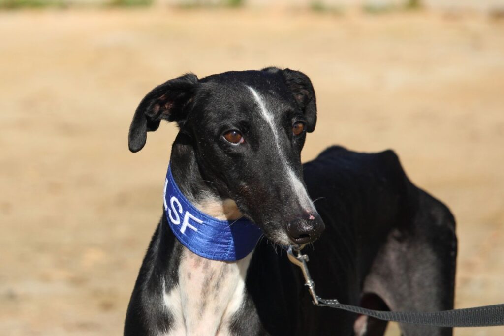 Marcus (M) Refuge de la FBM