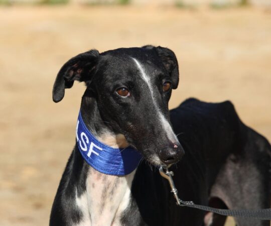 Marcus (M) Refuge de la FBM