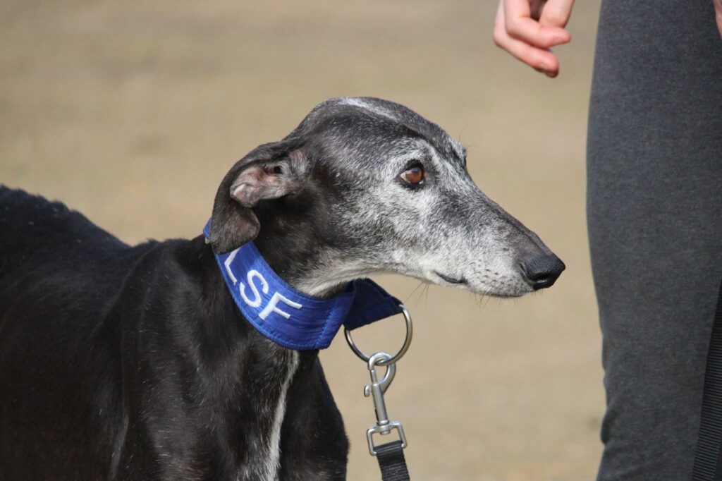 Mariona (F) Senior / Refuge de la FBM