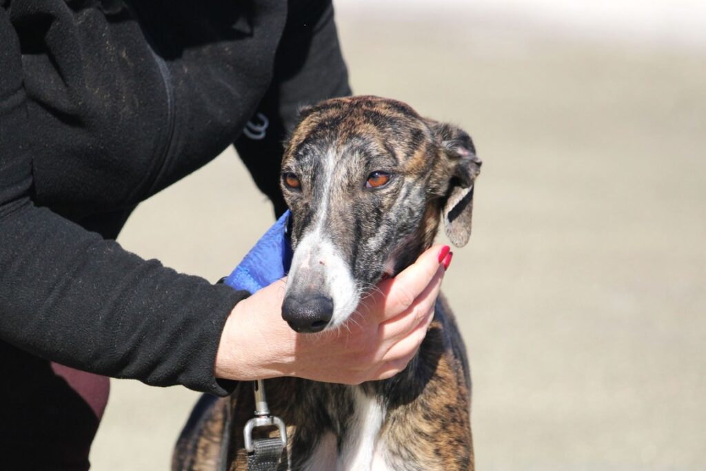 Melany (F) Refuge de la FBM