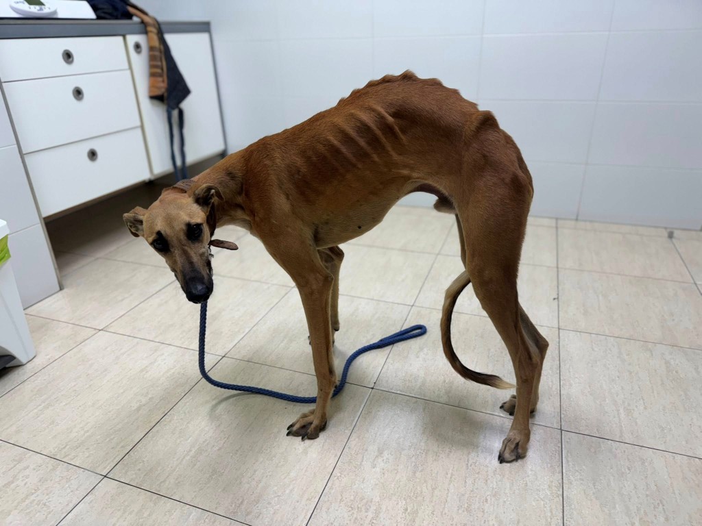 Mico (M) Hôpital / Refuge de Tobarra