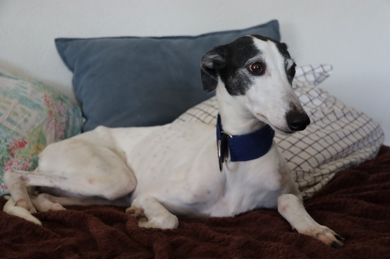 Mielina (F) FBM / Déjà en France en accueil dans le 44