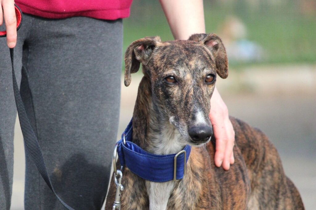 Mireia (F) Refuge de la FBM