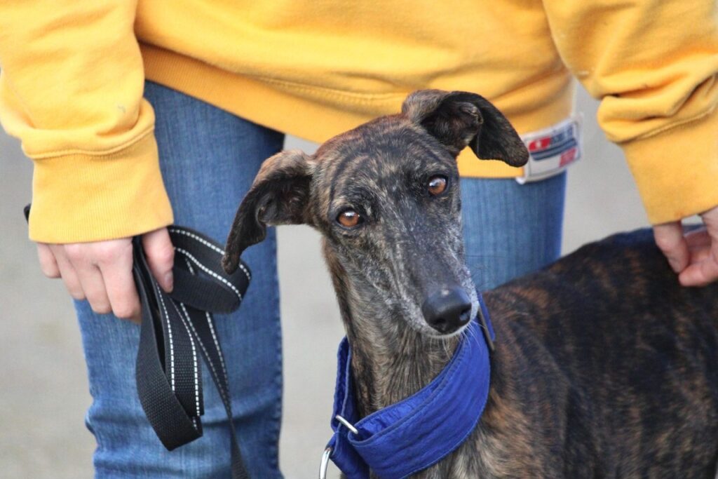 Mirta (F) Refuge de la FBM